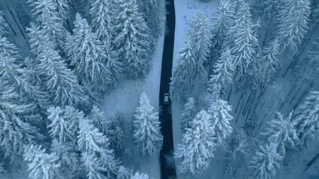 Car riding on winding road through tranquil frosty forest aerial view. Vehicle journey in winter coniferous forest area scenery drone tracking shot