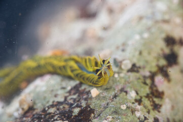 Paddle worm Verme pagaia (Phyllodoce paretti). Porto Conte. Alghero, SS, Sardegna, Italy