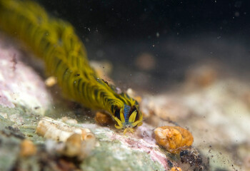 Paddle worm Verme pagaia (Phyllodoce paretti). Porto Conte. Alghero, SS, Sardegna, Italy