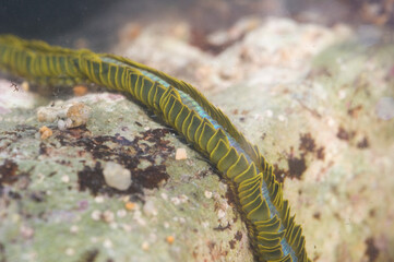 Paddle worm Verme pagaia (Phyllodoce paretti). Porto Conte. Alghero, SS, Sardegna, Italy