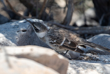Galapagos Mockingbird