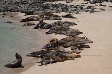 Fototapeta premium Galapagos Sea Lion