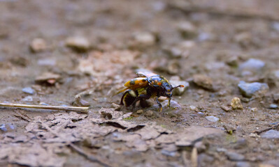 small black and red gravedigger with mites on the body, small Nicrophorus on the forest path, death beetle with mites, orange black insect 