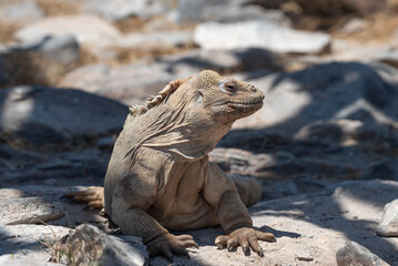 Santa Fe Land Iguana