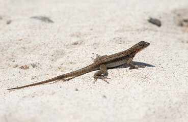 Santa Fe lava Lizard