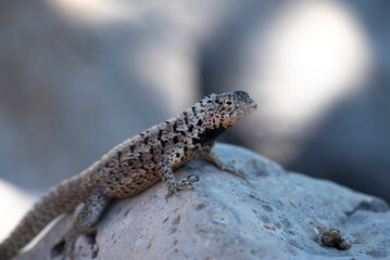 Santa Fe Lava Lizard