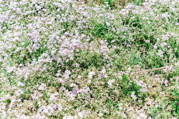 富士山と河口湖と美しい植物