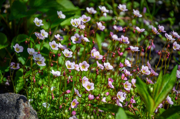 Blooming pink saxifrage in the garden. Texture.