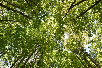 A maple grove in summer, Sainte-Apolline, Québec, Canada