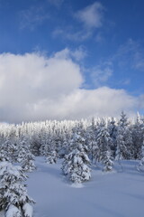 A snow-covered forest after the storm, Québec, Canada