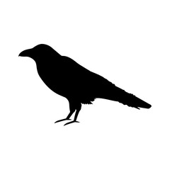 bird, vector, birds, crow, art, feather, fly,