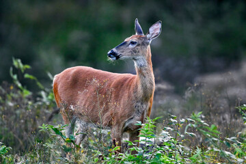 White-tailed deer in the forest at dusk.