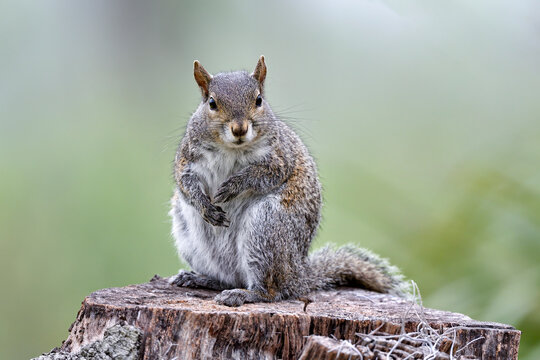 Eastern gray squirrel