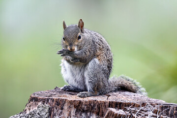 Eastern gray squirrel