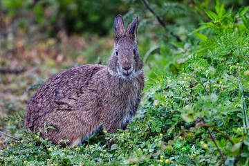 Marsh rabbit