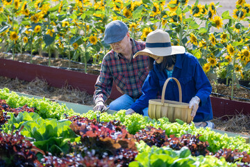 Asian senior couple farmer are picking salad lettuce in the field of organics vegetables garden for...