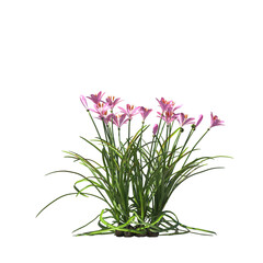 Zephyranthes candida, autumn zephyrlily, white windflower, white rain lily, Peruvian swamp lily, evergreen, small tree, bush, light for daylight, easy to use, 3d render, isolated