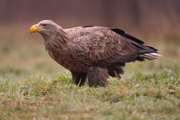 White tailed eagle - haliaeetus albicilla - on ground on green grass at dark background. Photo from Białowieża Forest in Poland.	