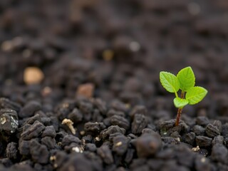 Microbial consortium for plant growth promotion, microbial consortia, microbial engineering