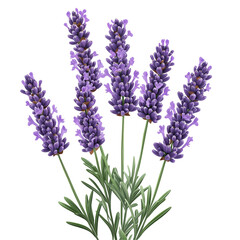 Naklejka premium Charming purple lavender sprig isolated on white background 