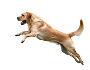 A playful Labrador retriever jumps joyfully in mid-air against a white background.