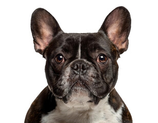 A charming French bulldog showcasing its unique face and playful expression.