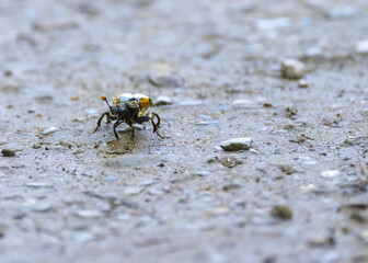 small black and red gravedigger with mites on the body, small gravedigger on the forest path, death...