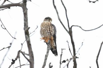Taiga Merlin (Falco columbarius columbarius) stretches its talons. Perched on a branch, white background. Merlins are falcons that often prey on other birds.