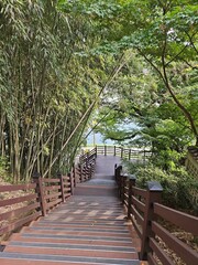 Fototapeta premium Bamboo forest path and walking deck path