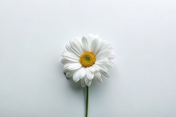 Obraz premium Modern Minimalist White Space Background for Text Overlay - Clean Design Template