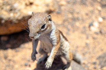 Obraz premium squirrel on the ground