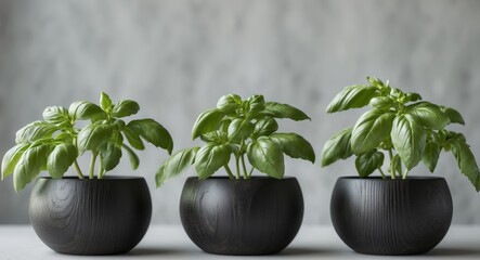 three black wooden planters with basil plants in them