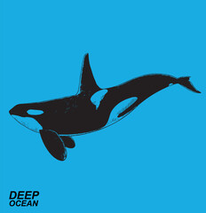 orca whale illustration vector