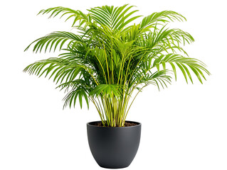 Fototapeta premium Lively indoor plant care tips home gardening guide natural environment close-up view