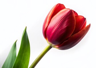 Naklejka premium Single Red Tulip Isolated on White, Spring Flower Bloom, Botanical Photography