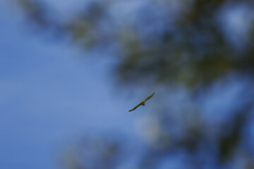 bright bird far up in the air, blurred trees in the background, free bird in the sky, being free, enjoying freedom, flying wherever you want, buzzard in flight, blue sky