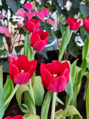 Close Up of variegated red Tulips flower in botanic garden. group of floral blooming beautifully in outdoor park.