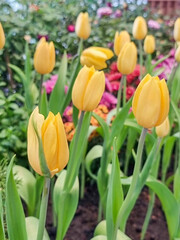 Close Up of variegated yellow Tulips flower in botanic garden. group of floral blooming beautifully in outdoor park vertical image.