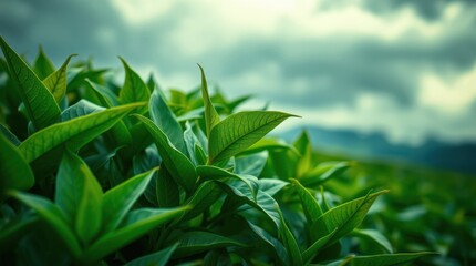 Obraz premium Lush green leaves under a cloudy sky. A vibrant close-up of thriving foliage in a natural setting. Perfect for nature, growth, and environmental themes.