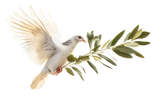 A Dove in Flight Holding an Olive Branch Reflecting Hope and Reconciliation isolated on transparent background. Isolated on transparent background.