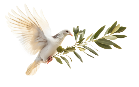 A Dove in Flight Holding an Olive Branch Reflecting Hope and Reconciliation isolated on transparent background. Isolated on transparent background.