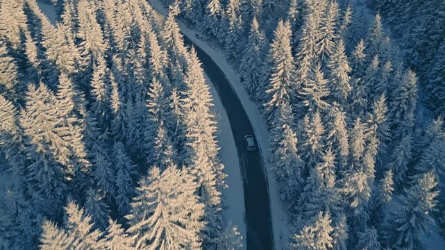 Vehicle traveling through serene icy forest at sunrise drone tracking shot. Morning light glowing on snow covered fir winter nature landscape trees aerial view