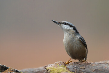 Eurasian nuthatch or wood nuthatch - Sitta europaea on perch at dark background. Looking up. Photo from Białowieża Forest Poland.