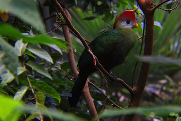 Tropical Bird Perched in Tree