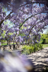 blossom in spring, wisteria during summer in a botanical garden