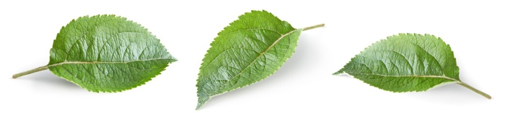 apple green leaf isolated on white background. clipping path