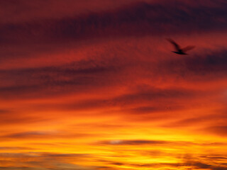 Dusk, Sunset Sky Clouds in the Evening with colorful Orange, Yellow, Pink and red sunlight and Dramatic storm clouds on Twilight sky, Landscape horizon
