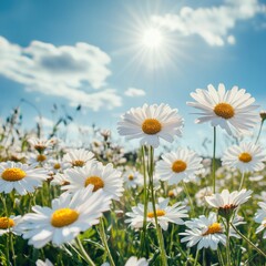 Sunny Day Daisies In A Vibrant Field