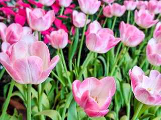 Close Up group of variegated pink and white Tulips flower in botanic garden. group of floral blooming beautifully in outdoor park.