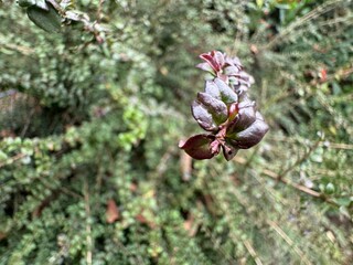 Fresh leaves of the Lophomyrtus shrub in selective focus. Lophomyrtus is a genus of the myrtle family